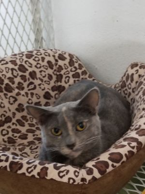 GIGI, Adult Female unknown