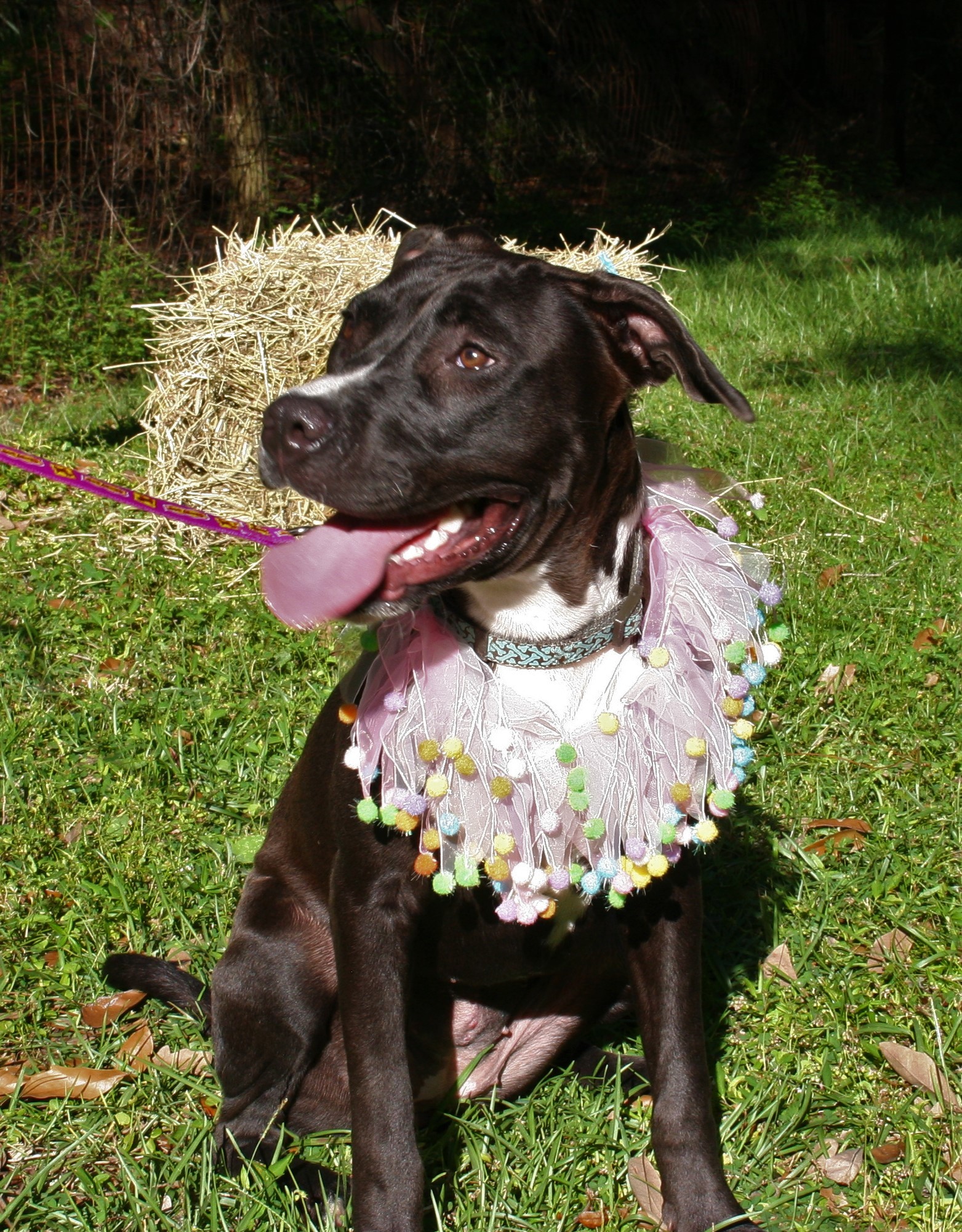Magic, an adoptable Labrador Retriever in Port Charlotte, FL, 33952 | Photo Image 4