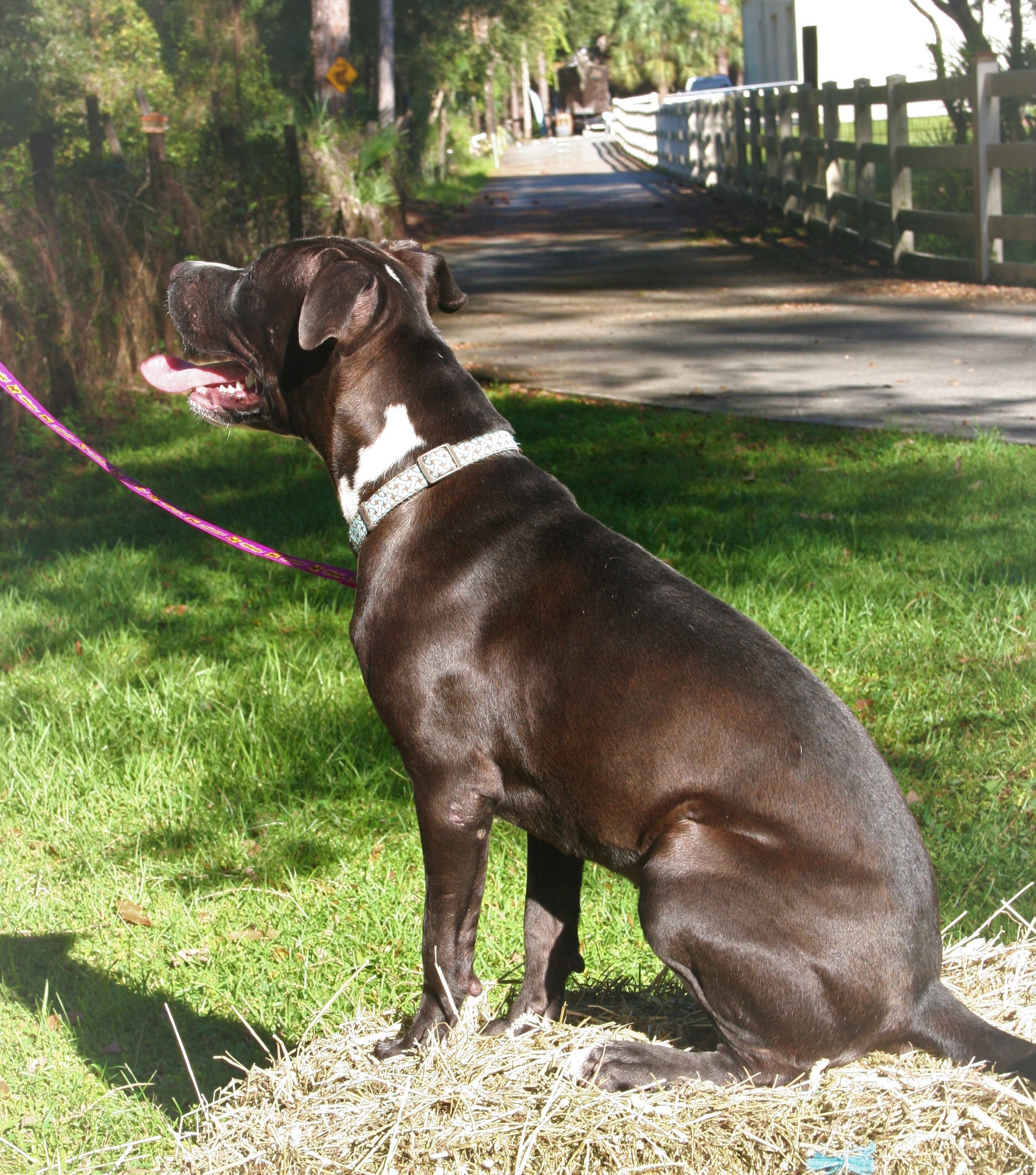 Magic, an adoptable Labrador Retriever in Port Charlotte, FL, 33952 | Photo Image 5