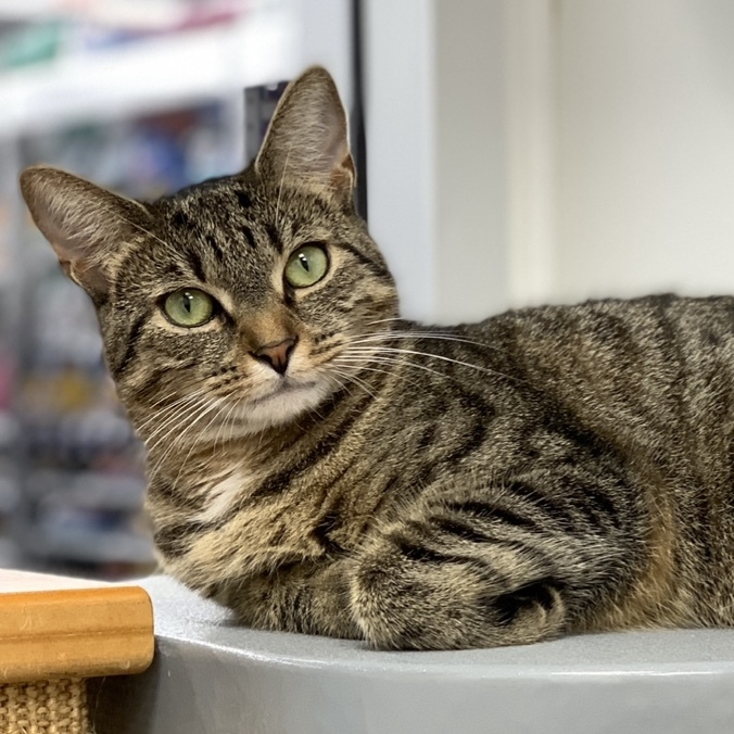 Cat for adoption - Sandy Cheeks & Gary, a Domestic Medium Hair in