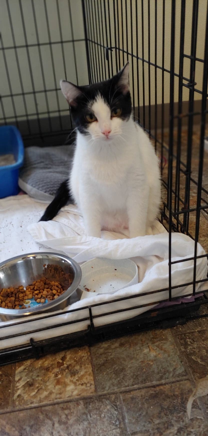 Bellatrix, an adoptable Domestic Short Hair in Anderson, IN, 46015 | Photo Image 1