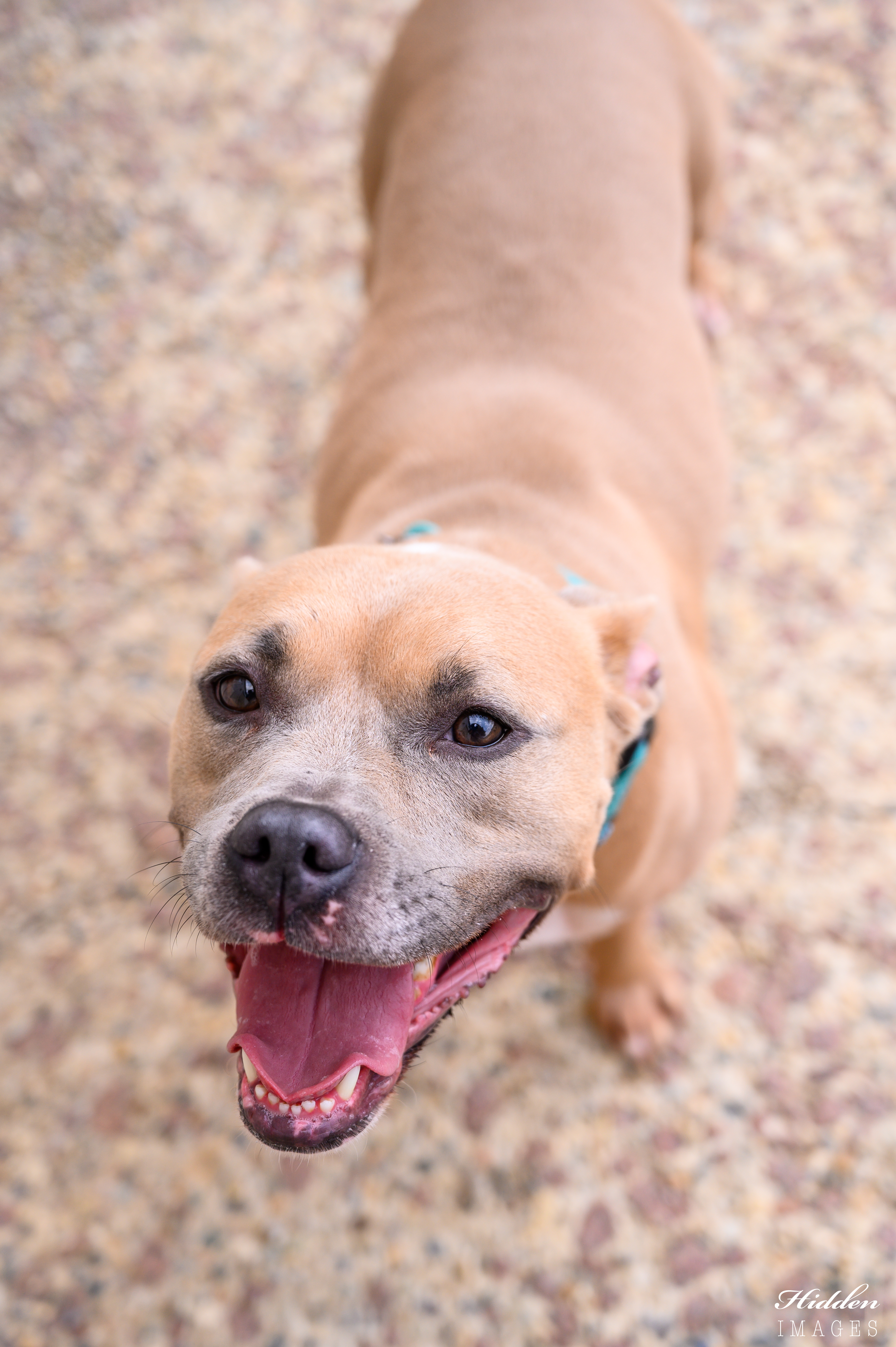 Noel, an adoptable Boxer, Pit Bull Terrier in Lafayette, IN, 47903 | Photo Image 2