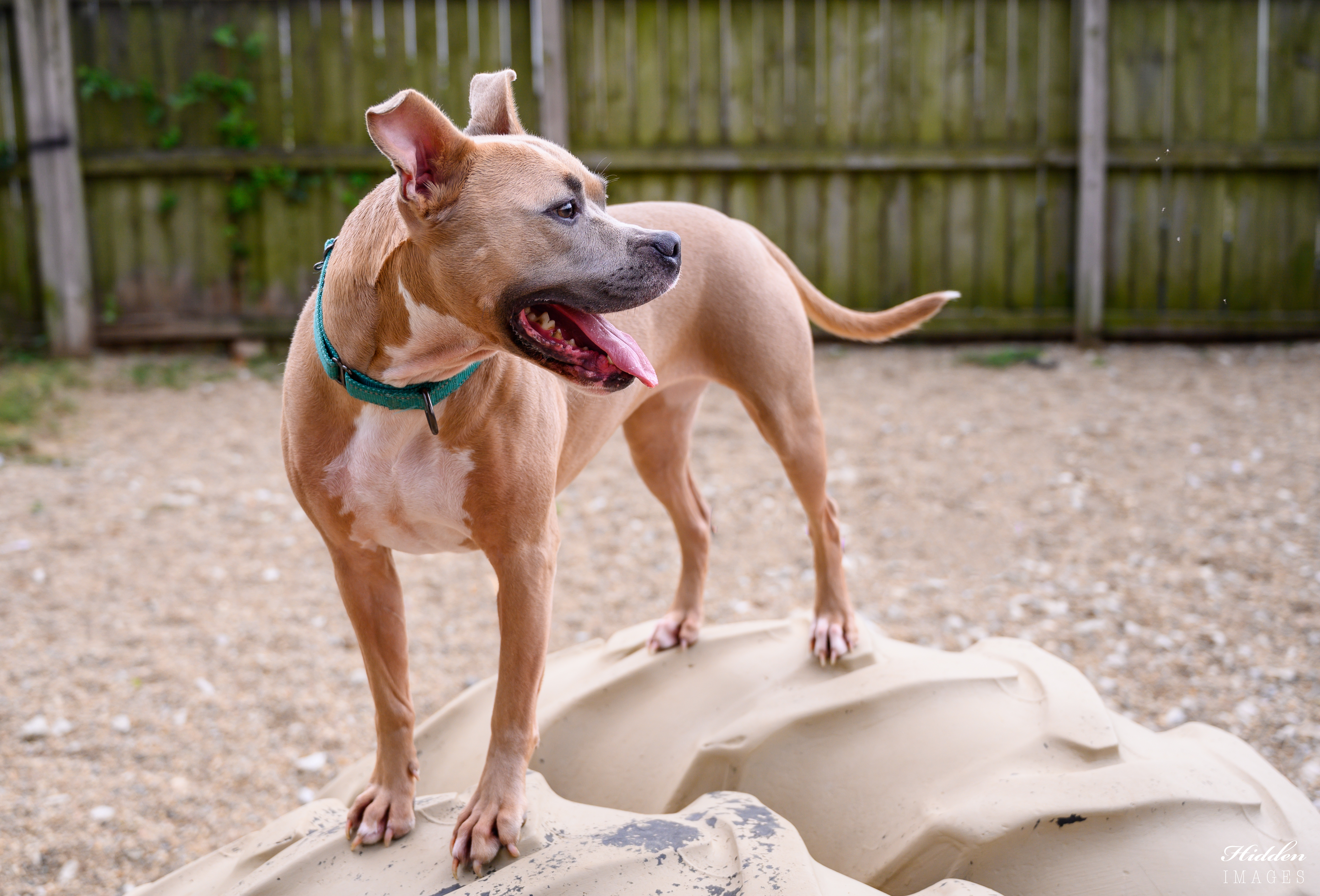 Noel, an adoptable Boxer, Pit Bull Terrier in Lafayette, IN, 47903 | Photo Image 3