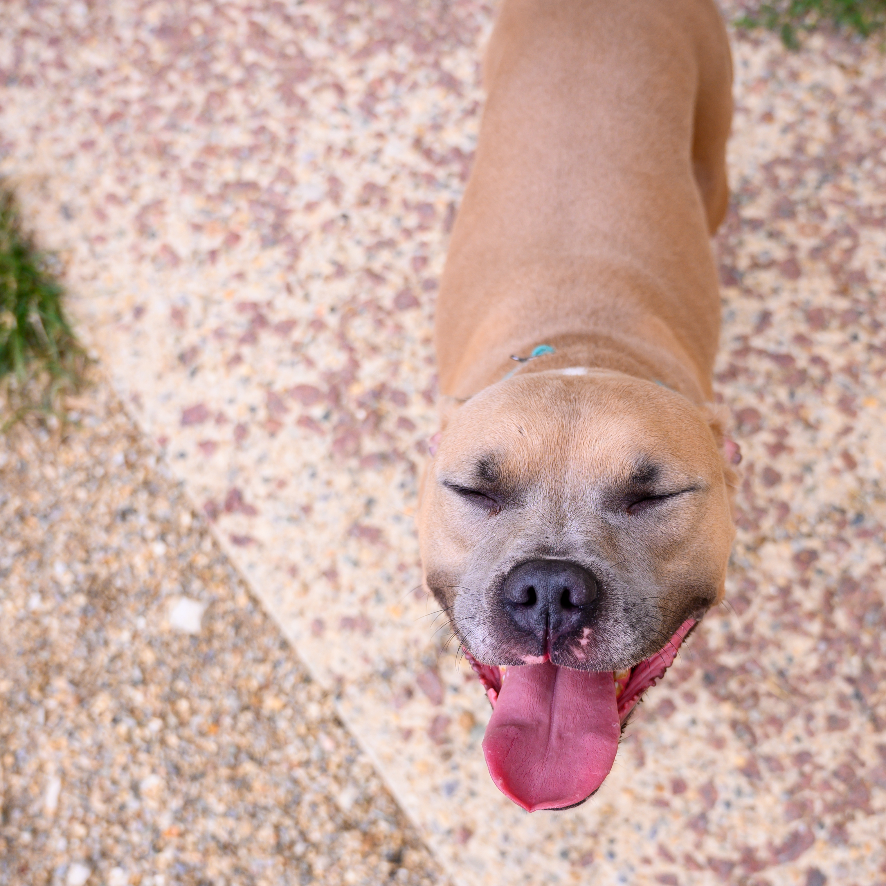 Noel, an adoptable Boxer, Pit Bull Terrier in Lafayette, IN, 47903 | Photo Image 3