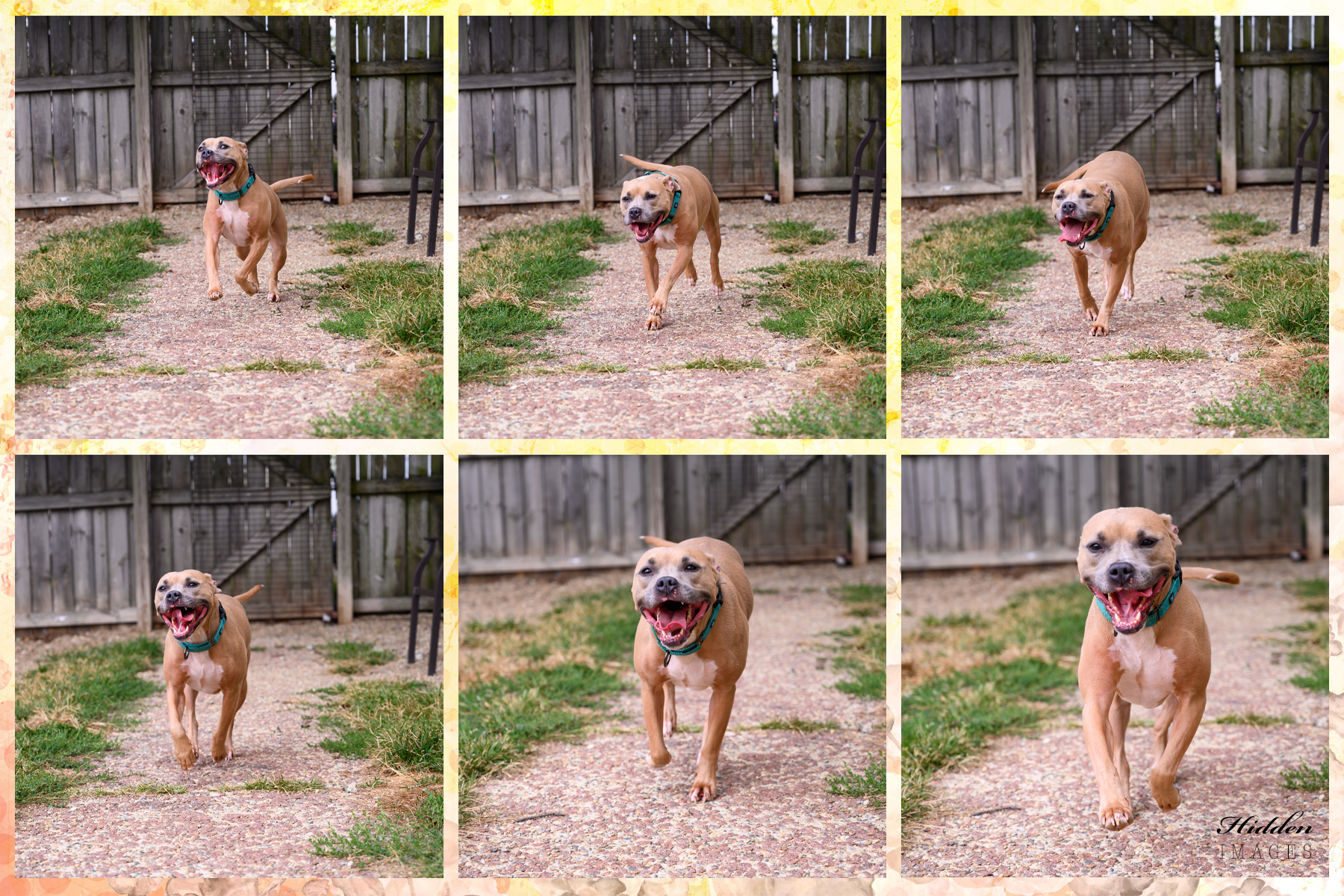Noel, an adoptable Boxer, Pit Bull Terrier in Lafayette, IN, 47903 | Photo Image 4