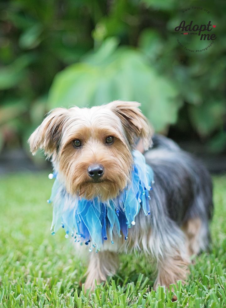 Hamilton, an adopted Yorkshire Terrier in Kingwood, TX_image-3