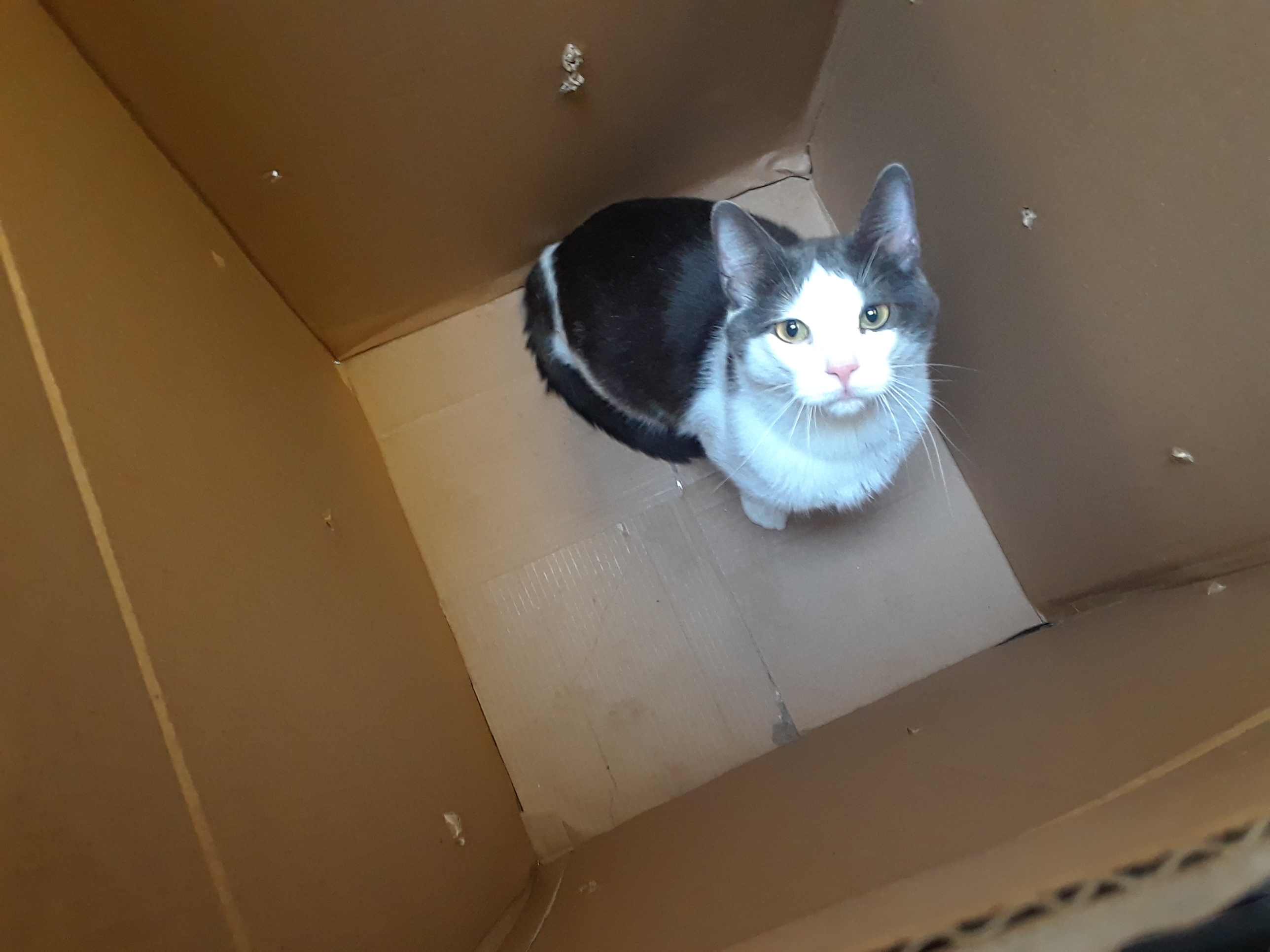 Mackenzie, an adoptable Domestic Short Hair in Chicago, IL, 60631 | Photo Image 1