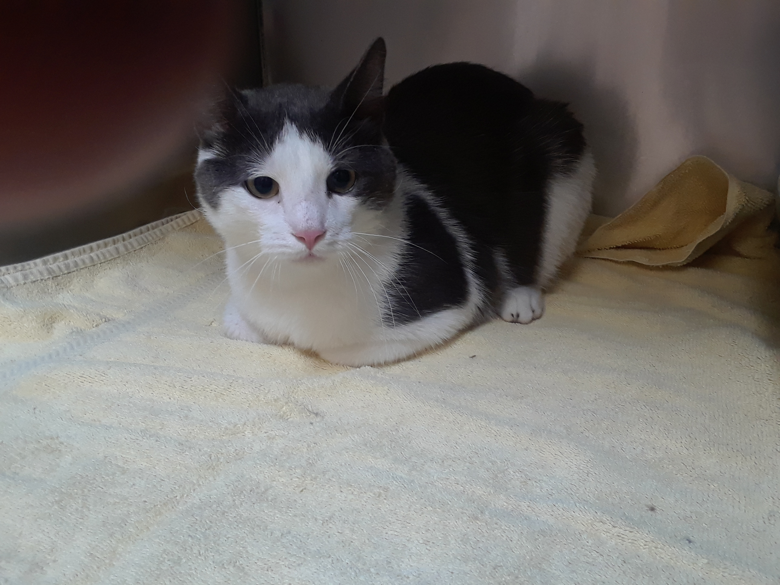 Mackenzie, an adoptable Domestic Short Hair in Chicago, IL, 60631 | Photo Image 2