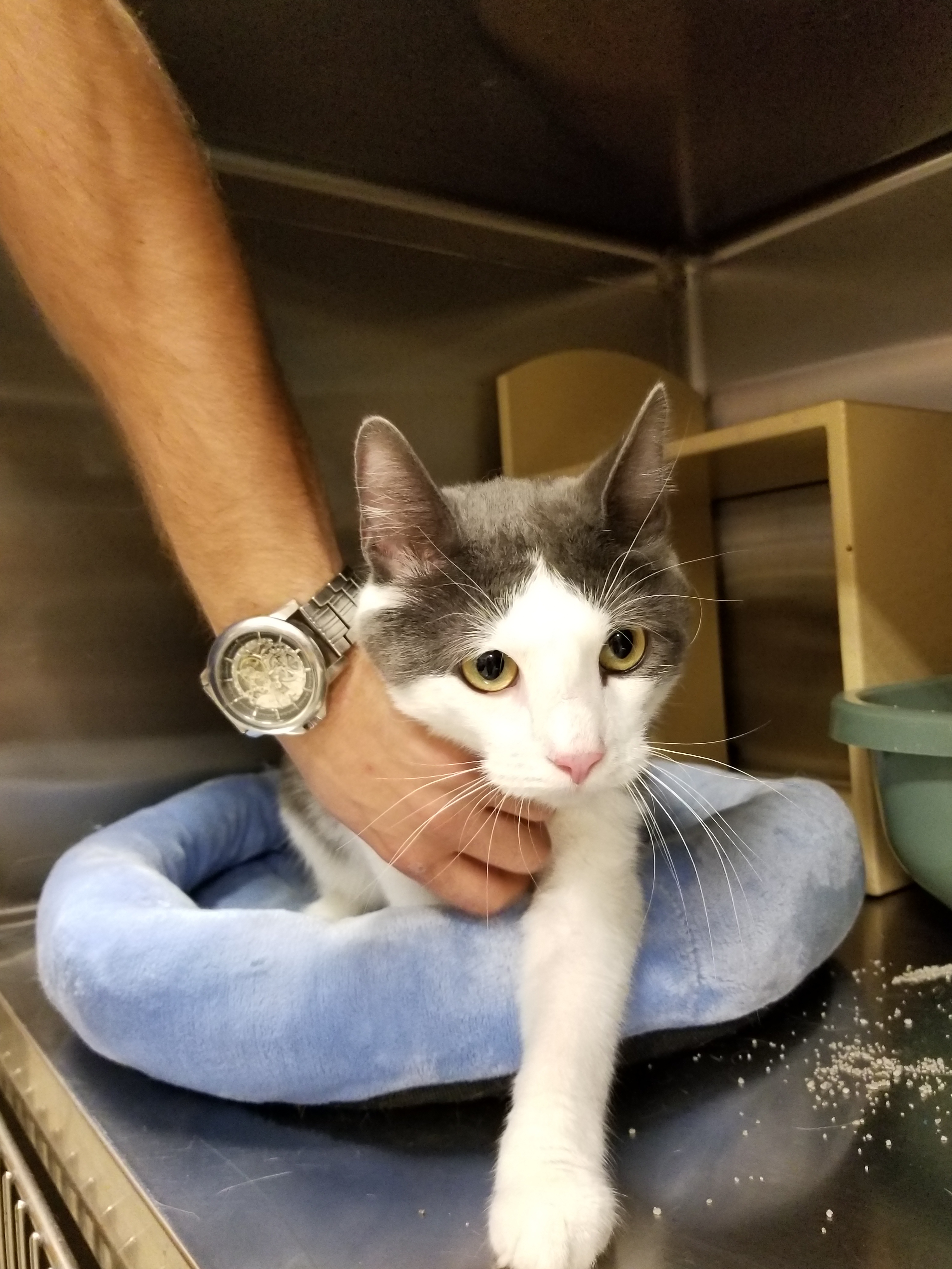 Mackenzie, an adoptable Domestic Short Hair in Chicago, IL, 60631 | Photo Image 3