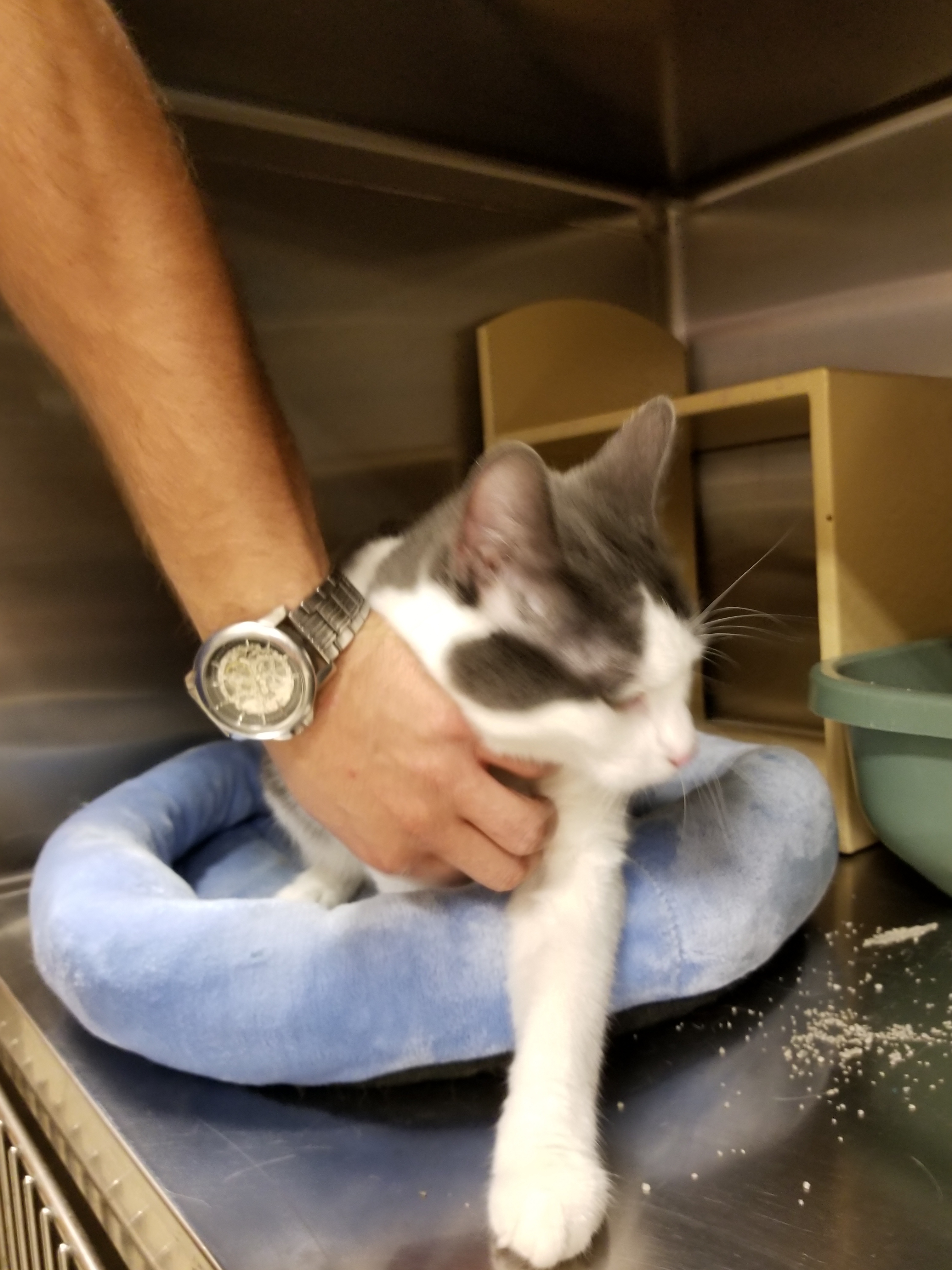 Mackenzie, an adoptable Domestic Short Hair in Chicago, IL, 60631 | Photo Image 4