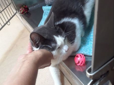 Mackenzie, an adoptable Domestic Short Hair in Chicago, IL, 60631 | Photo Image 5
