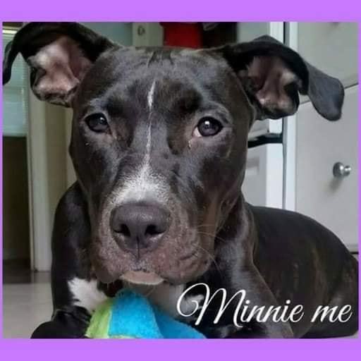 Minnie Me, an adoptable American Staffordshire Terrier in Coral Springs, FL, 33071 | Photo Image 1