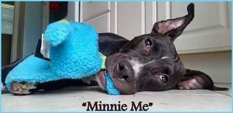 Minnie Me, an adoptable American Staffordshire Terrier in Coral Springs, FL, 33071 | Photo Image 4