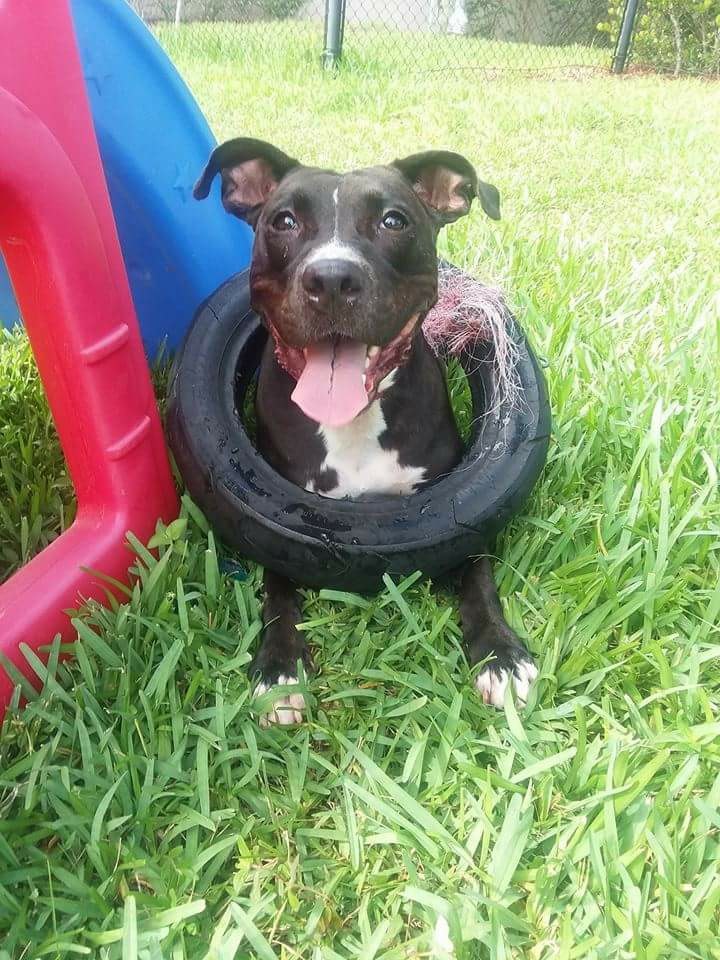 Minnie Me, an adoptable American Staffordshire Terrier in Coral Springs, FL, 33071 | Photo Image 5
