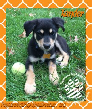 Xander ADOPTION PENDING