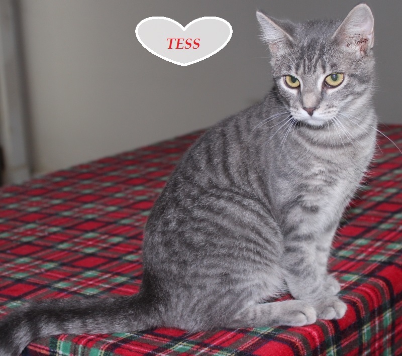 Tess, an adoptable Tabby, Domestic Short Hair in Rohrersville, MD, 21779 | Photo Image 2