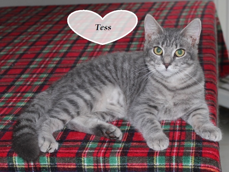 Tess, an adoptable Tabby, Domestic Short Hair in Rohrersville, MD, 21779 | Photo Image 3