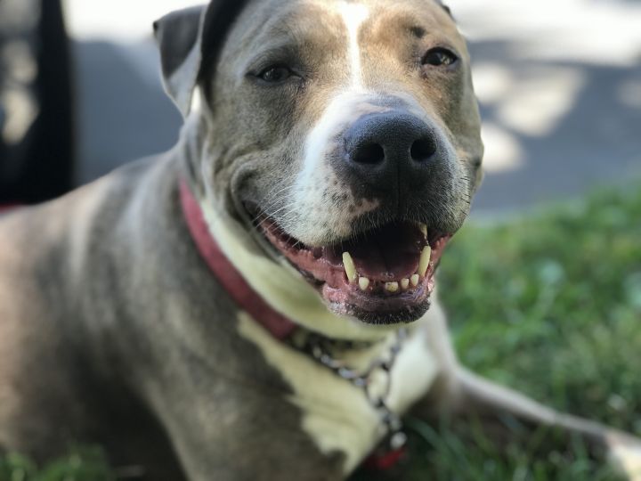 Dog for adoption - Zesty (A159407), an American Staffordshire Terrier in  Detroit, MI