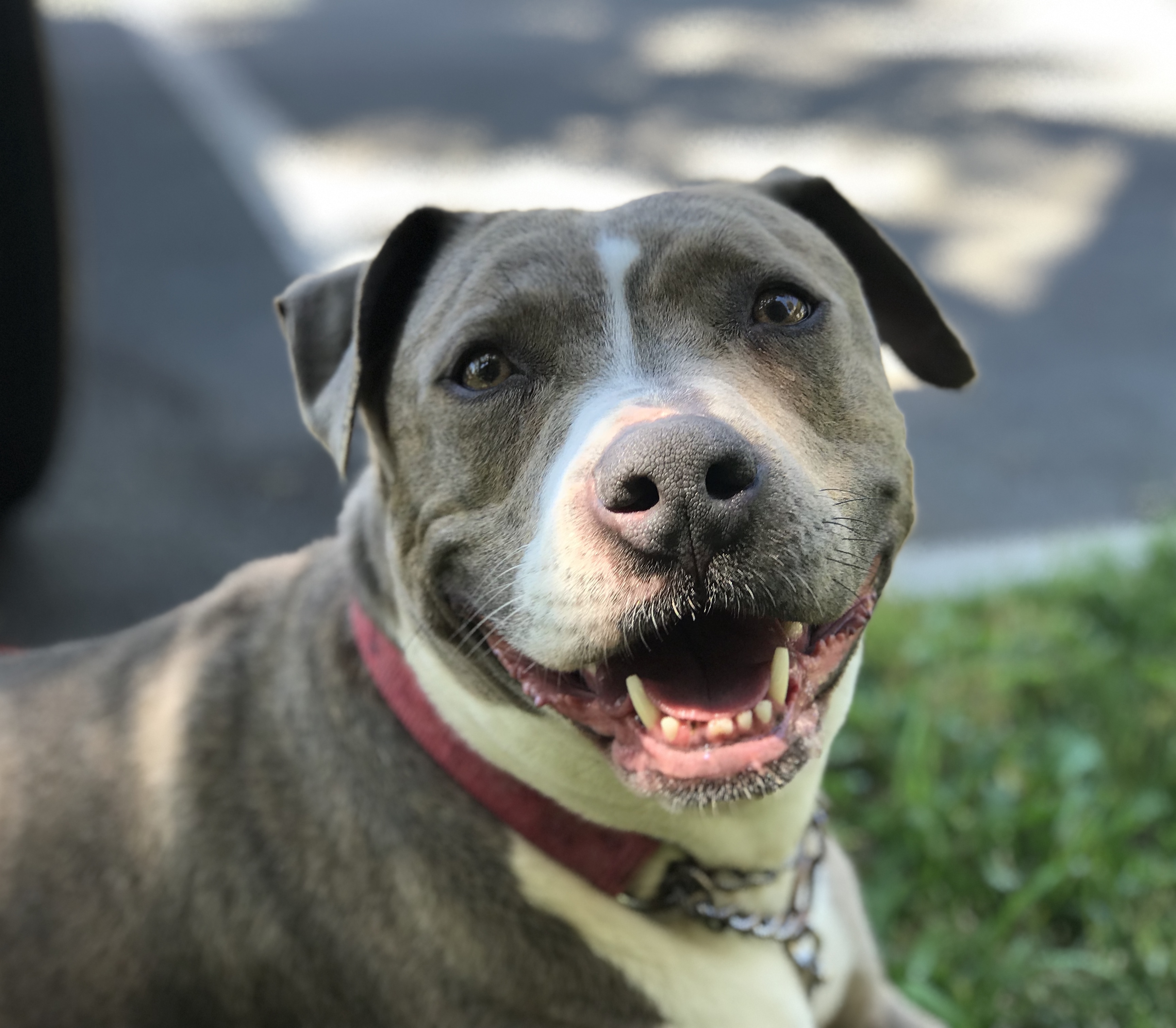 Elle, an adoptable American Staffordshire Terrier in Temecula, CA, 92591 | Photo Image 3