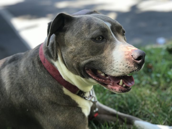 Dog for adoption - Zesty (A159407), an American Staffordshire Terrier in  Detroit, MI