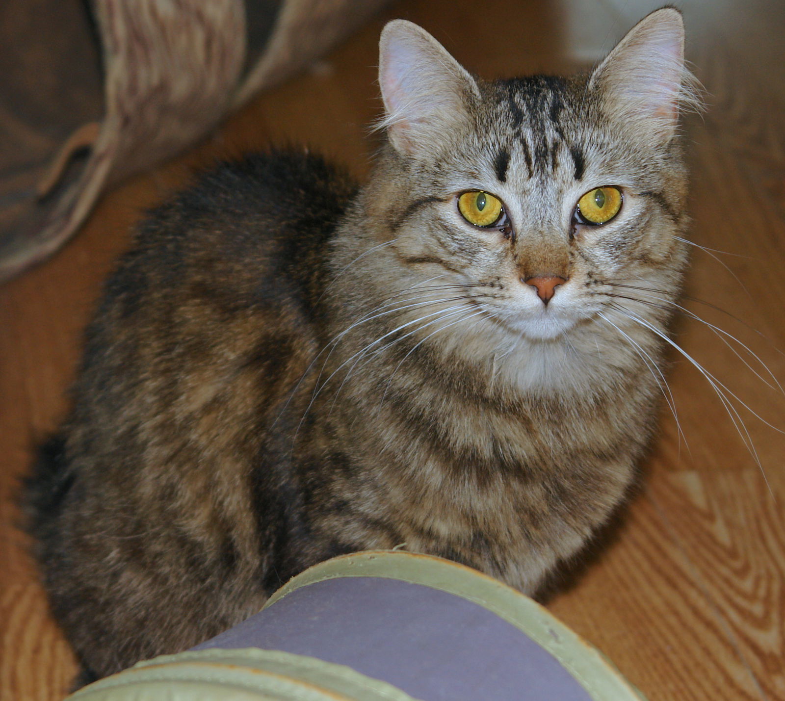 Athena, an adoptable Domestic Medium Hair, Domestic Short Hair in Philadelphia, PA, 19111 | Photo Image 1