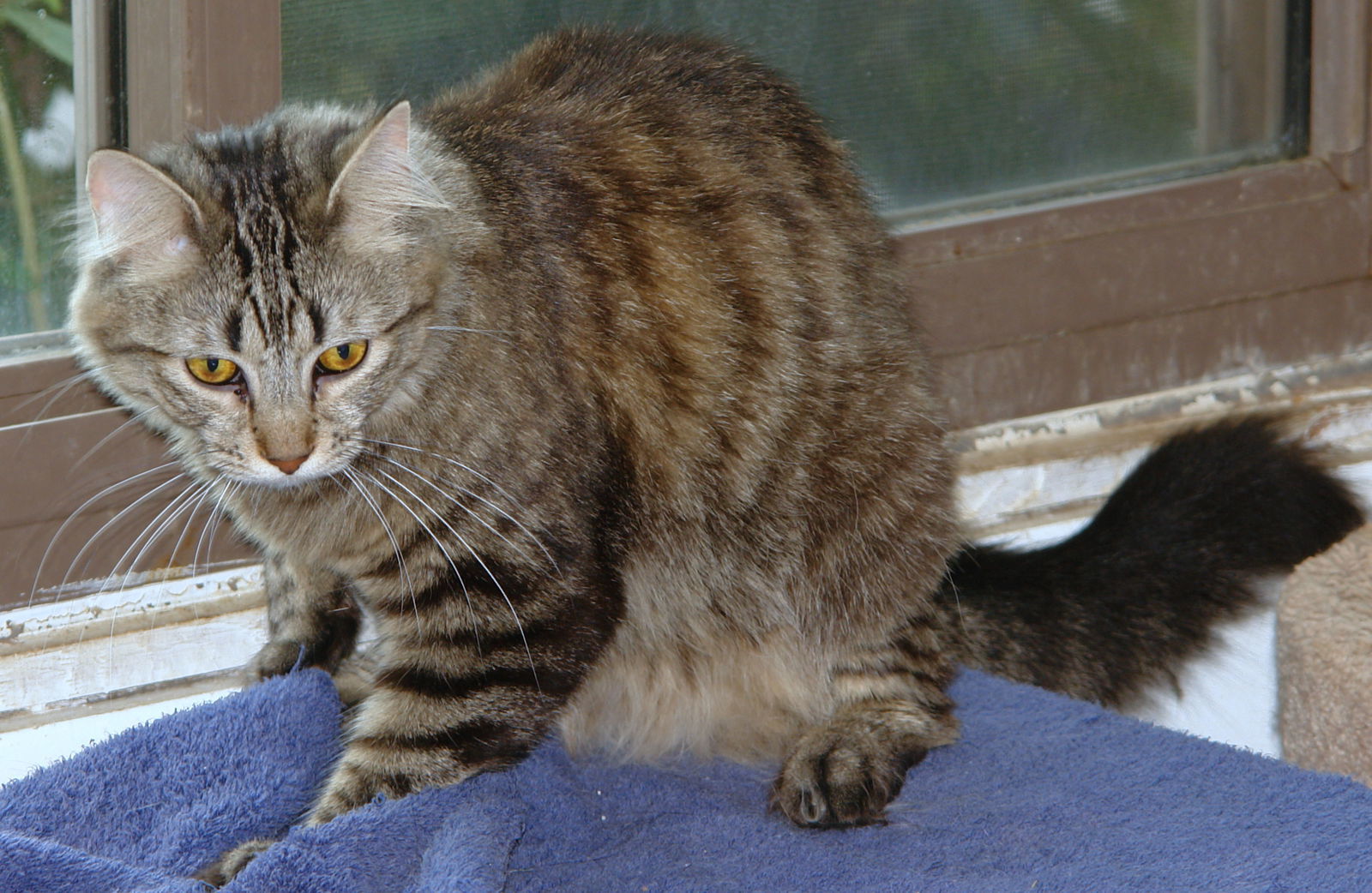 Athena, an adoptable Domestic Medium Hair, Domestic Short Hair in Philadelphia, PA, 19111 | Photo Image 2