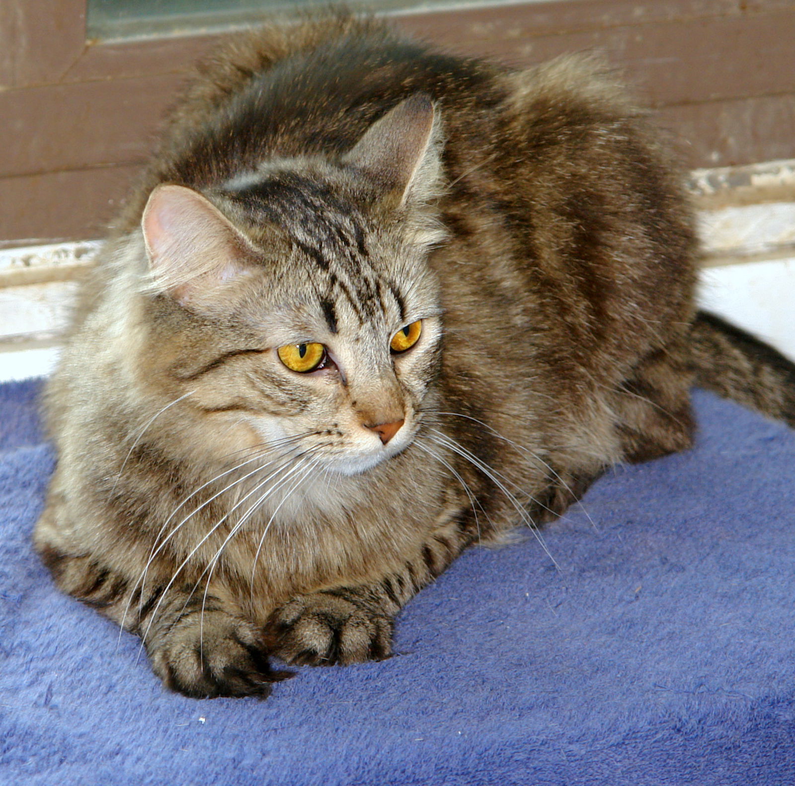 Athena, an adoptable Domestic Medium Hair, Domestic Short Hair in Philadelphia, PA, 19111 | Photo Image 3