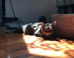 Bob