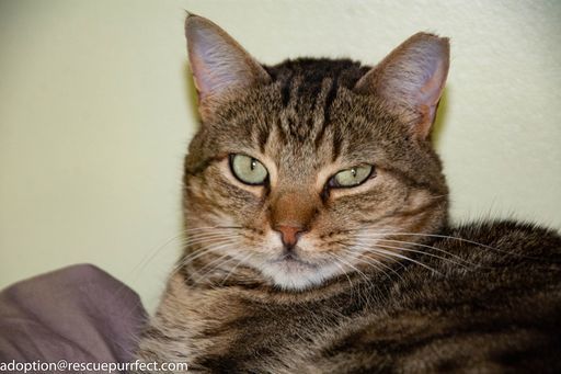 Hawkeye, an adoptable Domestic Medium Hair in Bensalem, PA, 19020 | Photo Image 2