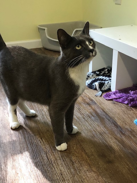 Smidget, an adoptable Domestic Short Hair in Bensalem, PA, 19020 | Photo Image 2