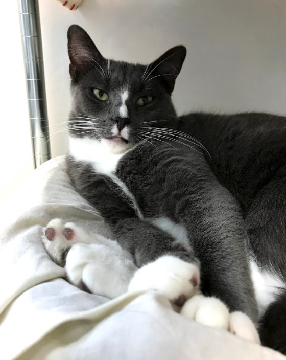 Smidget, an adoptable Domestic Short Hair in Bensalem, PA, 19020 | Photo Image 4