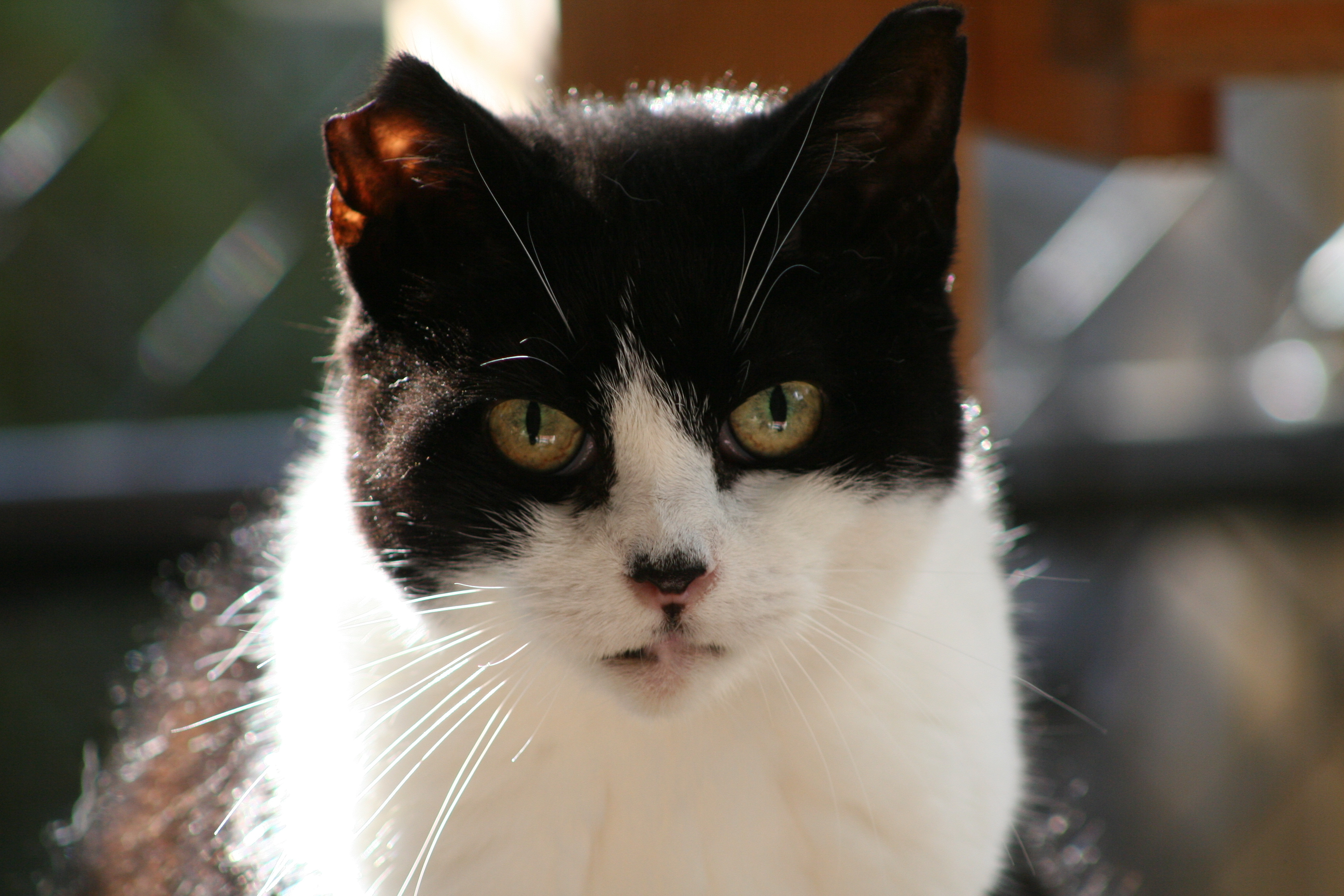 Josie, an adoptable Domestic Short Hair in Manchester, CT, 06045 | Photo Image 1