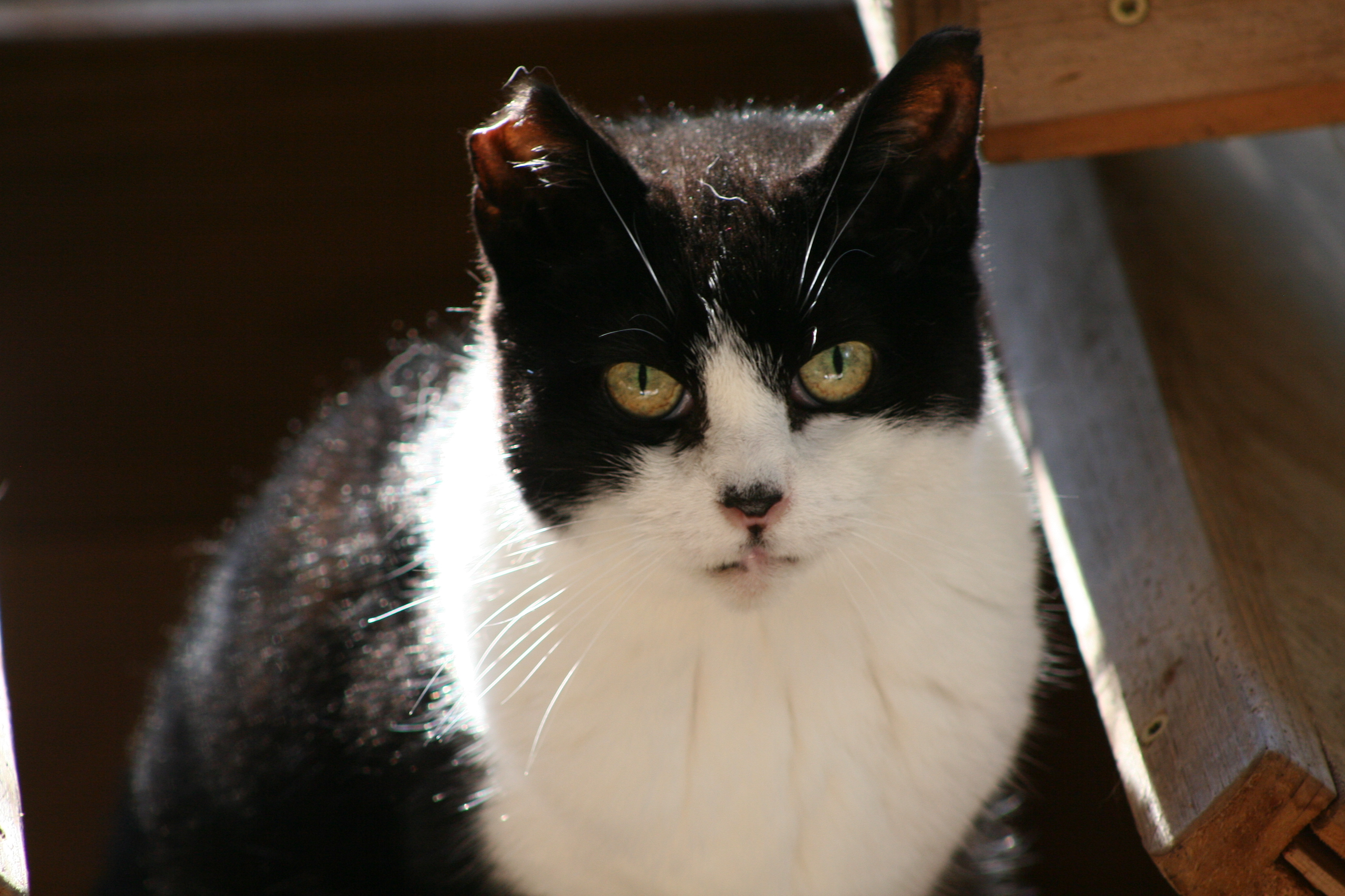 Josie, an adoptable Domestic Short Hair in Manchester, CT, 06045 | Photo Image 2