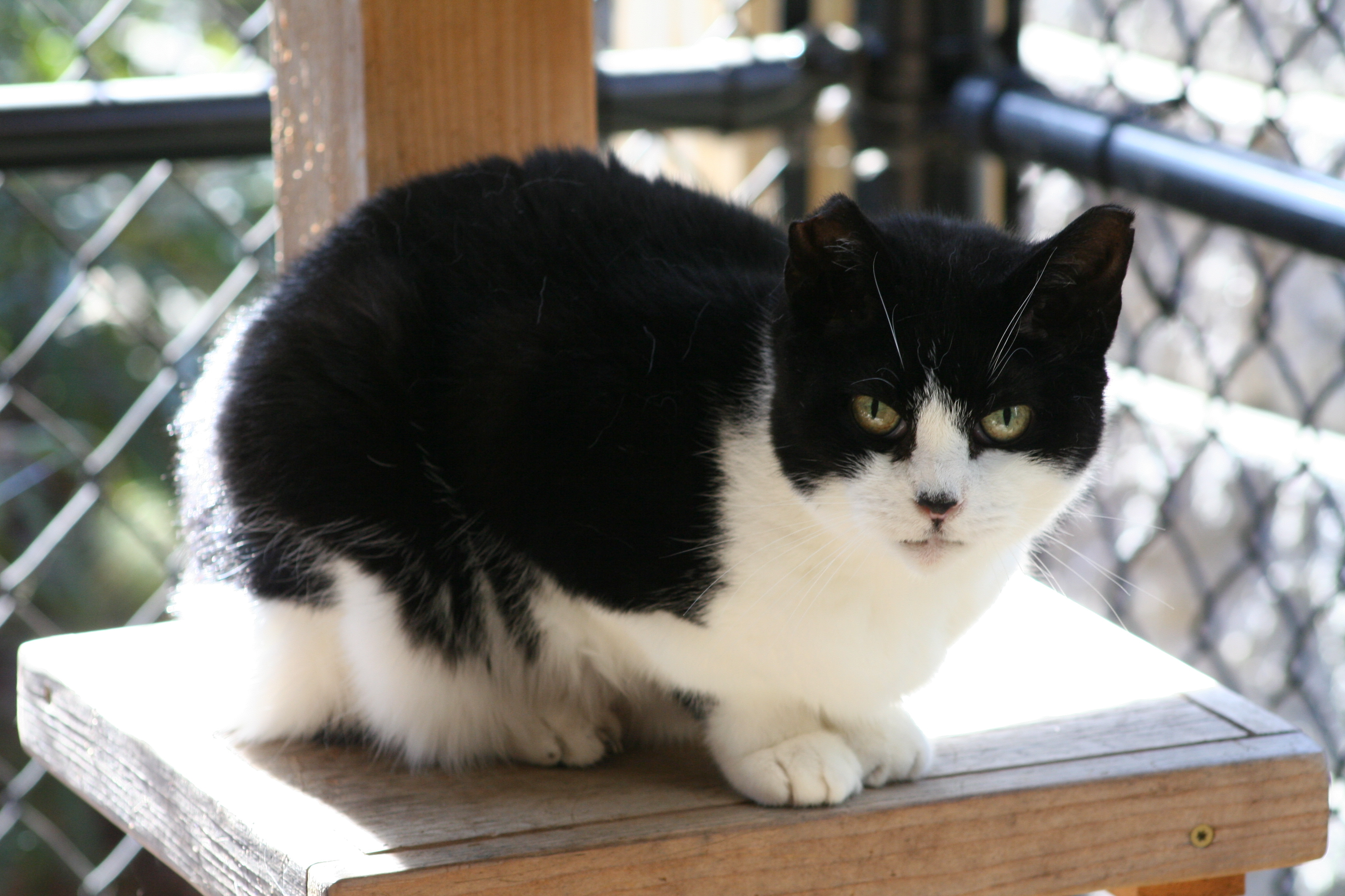 Josie, an adoptable Domestic Short Hair in Manchester, CT, 06045 | Photo Image 3