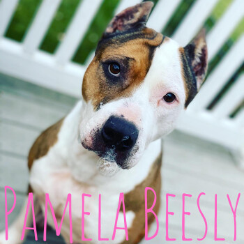 Pamela Beesly, an adoptable Pit Bull Terrier & American Staffordshire Terrier Mix in Plainfield, IL_image-1