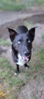 Remi, an adoptable Husky, Mixed Breed in Bartlesville, OK, 74003 | Photo Image 1