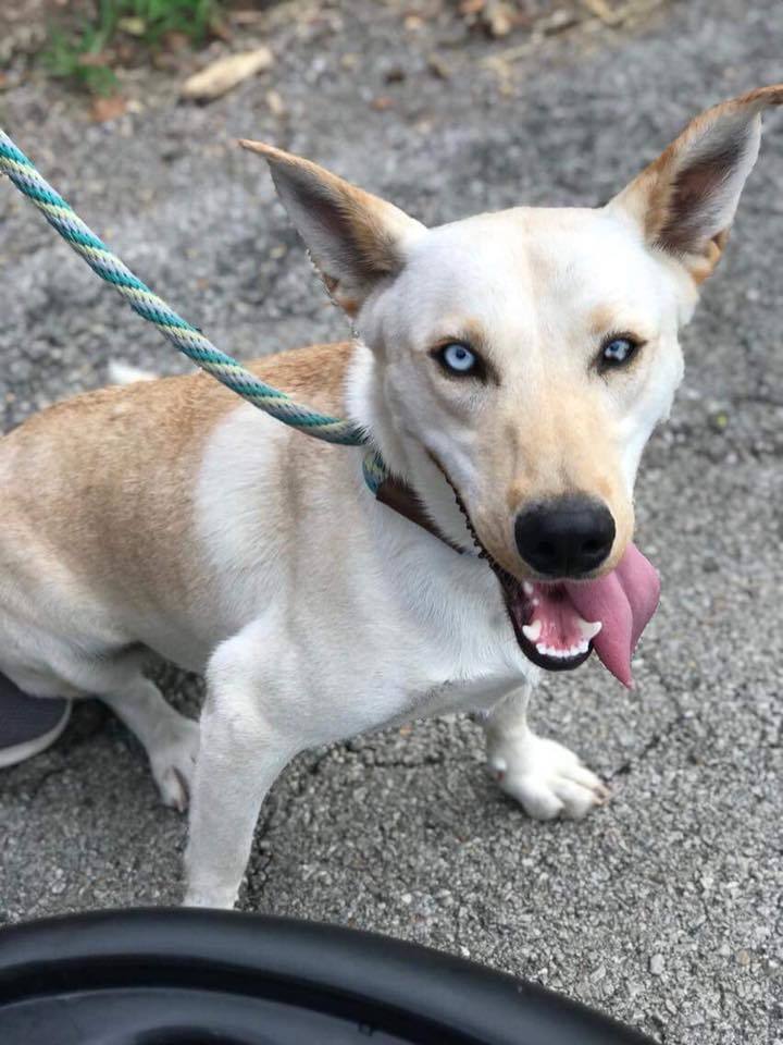 Millie, an adoptable Husky, Mixed Breed in Bartlesville, OK, 74003 | Photo Image 1