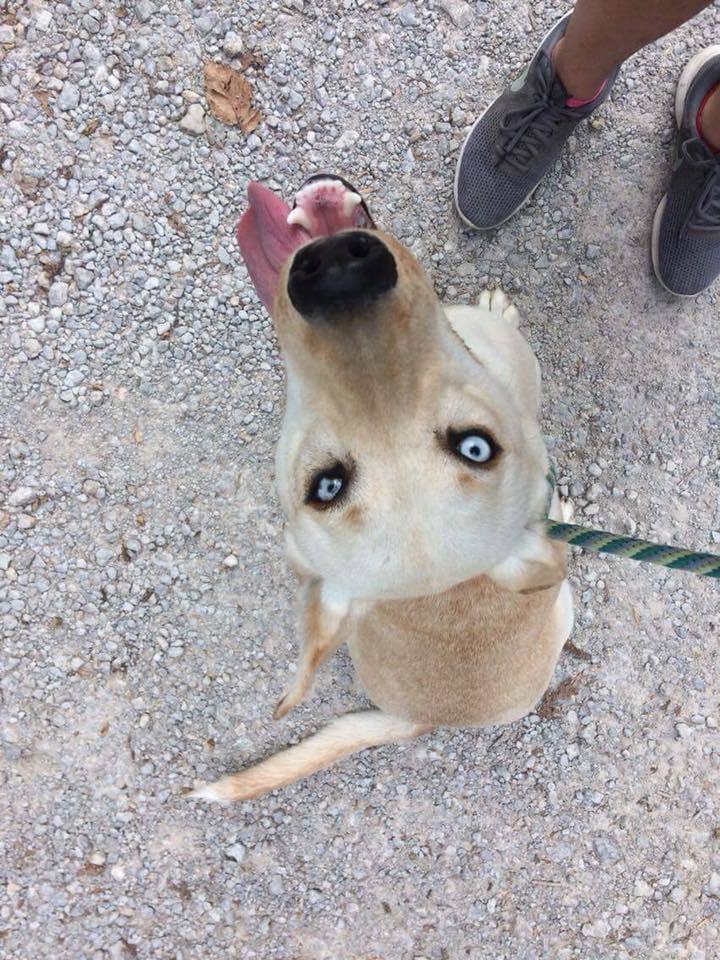 Millie, an adoptable Husky, Mixed Breed in Bartlesville, OK, 74003 | Photo Image 3