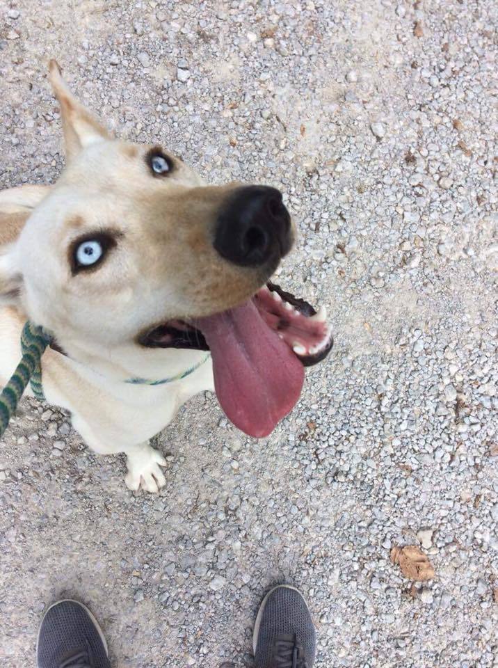 Millie, an adoptable Husky, Mixed Breed in Bartlesville, OK, 74003 | Photo Image 4