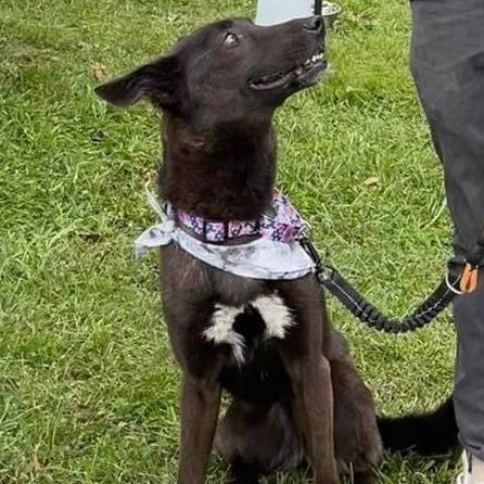 Nysa nka Luna is in Maine!, an adoptable German Shepherd Dog in Portland, ME, 04102 | Photo Image 3