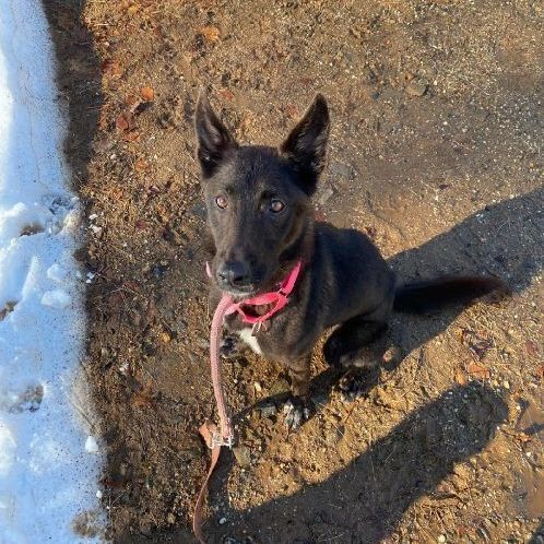 Nysa nka Luna is in Maine!, an adoptable German Shepherd Dog in Portland, ME, 04102 | Photo Image 4