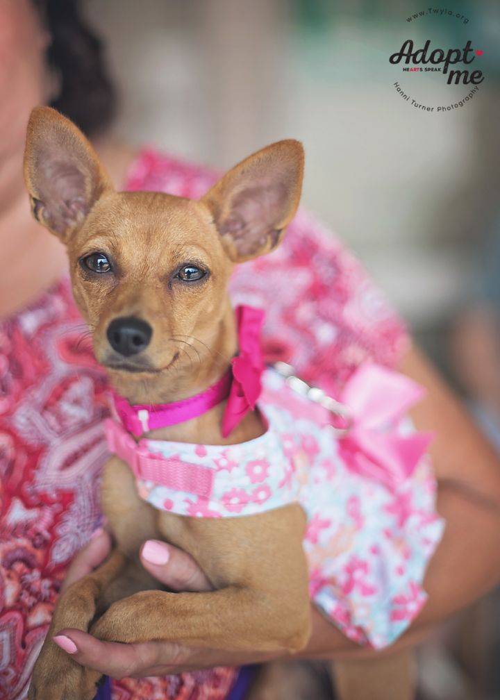 Nina, an adopted Chihuahua & Miniature Pinscher Mix in Kingwood, TX_image-3