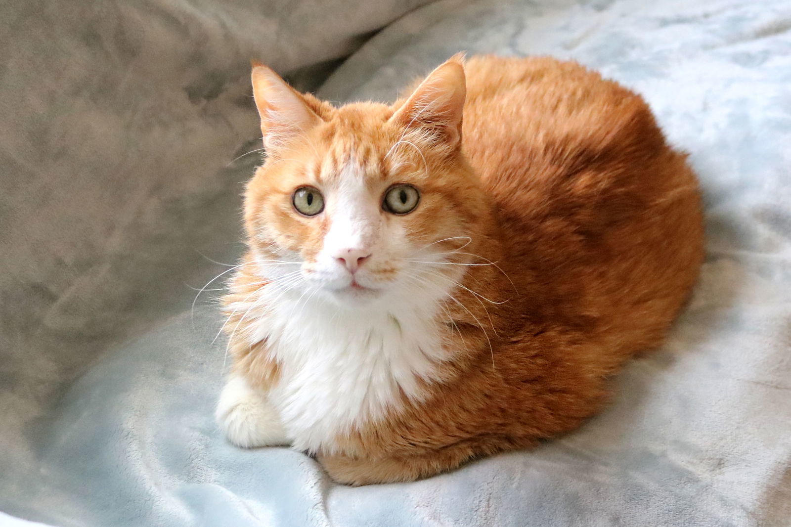 Bogart, an adoptable Domestic Short Hair, Tabby in Buford, GA, 30518 | Photo Image 1