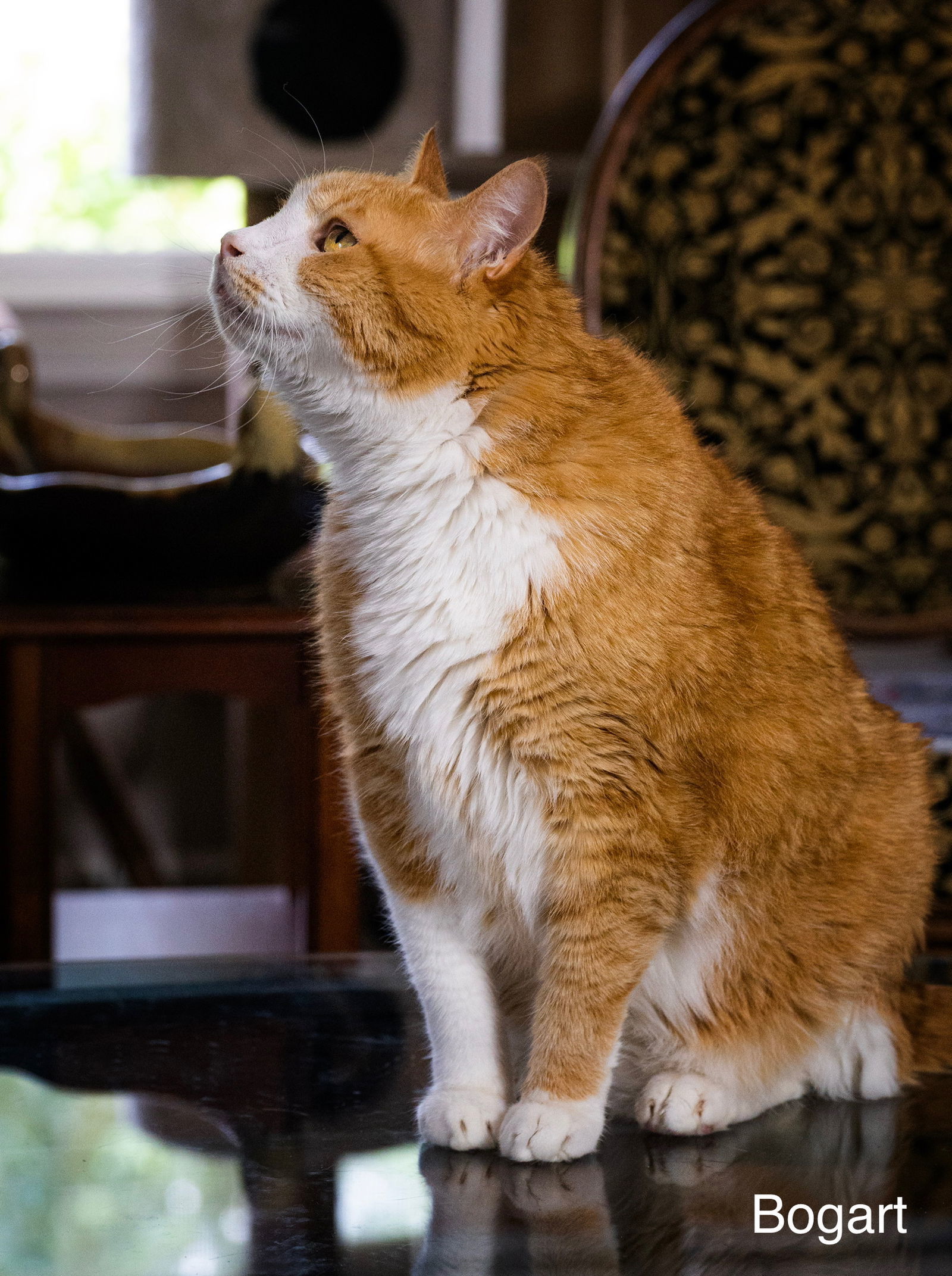 Bogart, an adoptable Domestic Short Hair, Tabby in Buford, GA, 30518 | Photo Image 3