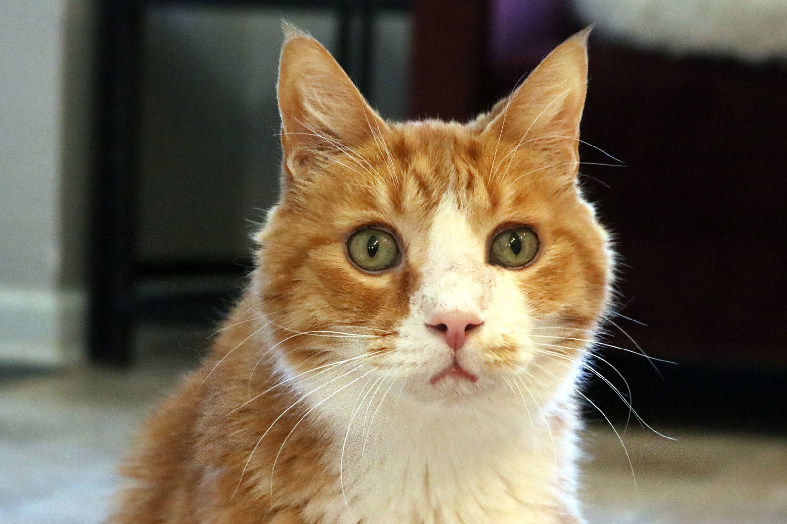 Bogart, an adoptable Domestic Short Hair, Tabby in Buford, GA, 30518 | Photo Image 3