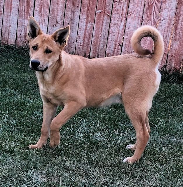 Sasquatch, an adoptable Carolina Dog in Durango, CO, 81301 | Photo Image 1