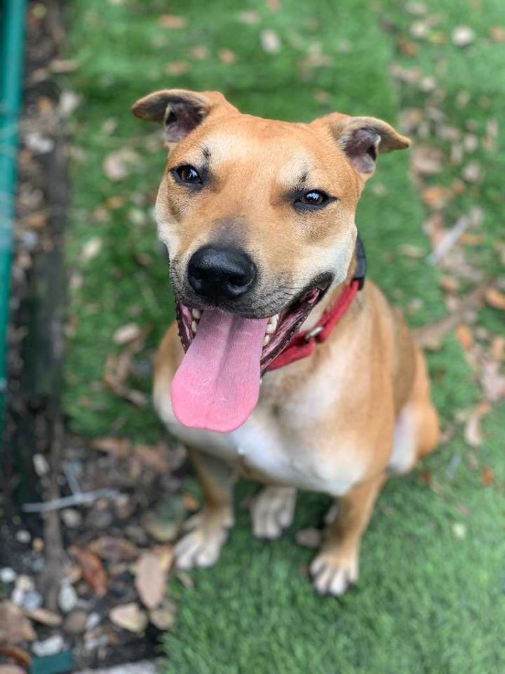 Dog For Adoption Caesar A Terrier In North Miami Beach Fl