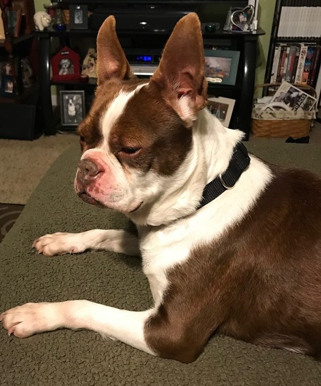 boston terriers up for adoption