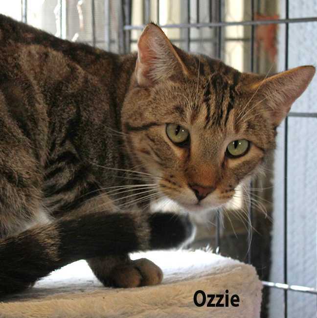 Ozzie, an adoptable Domestic Short Hair in Mission, TX_image-1
