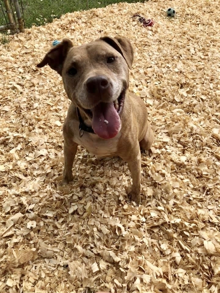 Harper, an adoptable Pit Bull Terrier in Troy, AL, 36081 | Photo Image 1